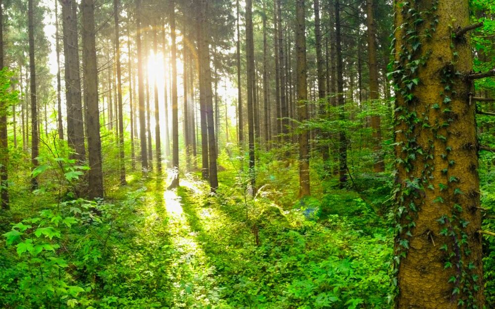 Die Sonne bricht durch die Bäume im Bayerischen Wald.